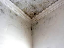 Best Emergency Mold Remediation  in USA